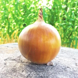 Zupa cebulowa