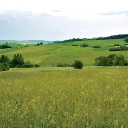 Zupa pomidorowa krem