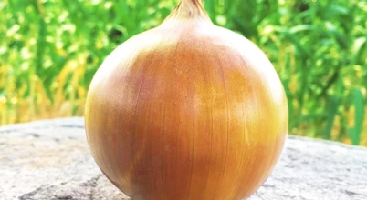 Zupa cebulowa