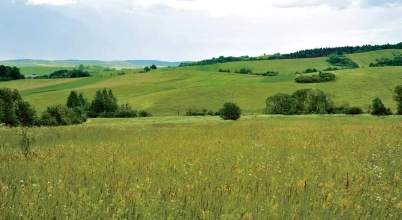 Zupa pomidorowa krem