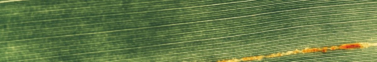 vendor background image